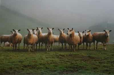 Pure Blue Faced Leicesters in the...