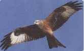 Click to view Red Kite in Flight